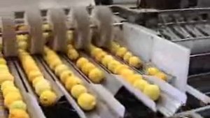 Фасовка фруктов и овощей в сетку Автоматическая линия