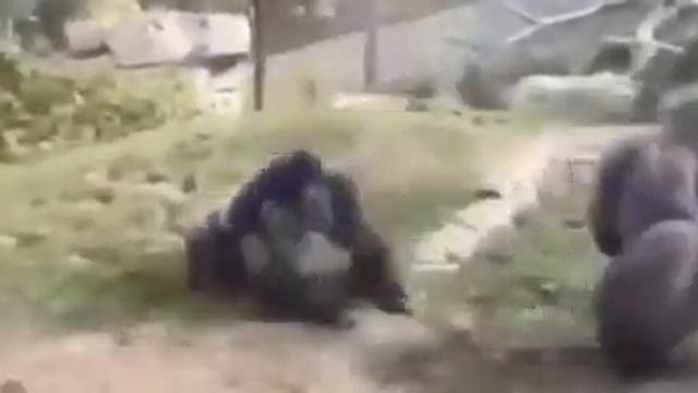 горилла vs горила смотреть онлайн