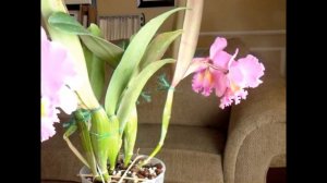 Cattleya Triumphal Coronation 'Seto' AM/AOS