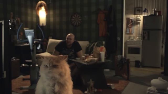 КОТ смотрит ТВ смотреть онлайн