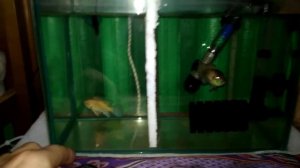 Как временно подогреть аквариум когда сломался нагреватель
