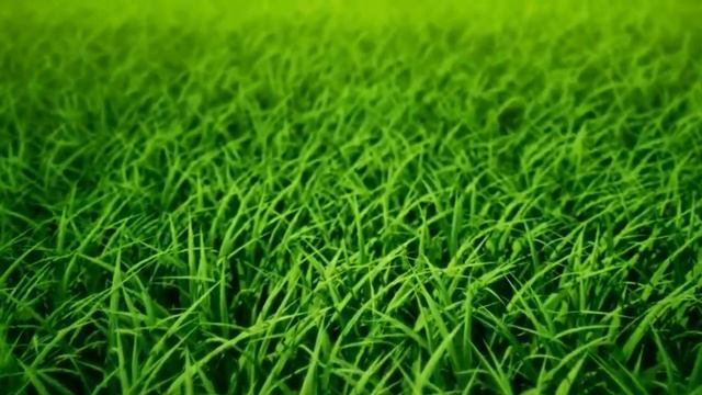 Зеленая трава для заставки. смотреть онлайн