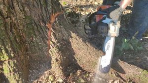 Пятничная Валка Дуба неудачно получилось диаметром 75 см Stihl MS 361