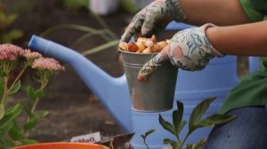 Сажаем тюльпаны осенью: мастер-класс