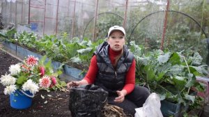Когда выкапывать георгины и как сохранить без погреба