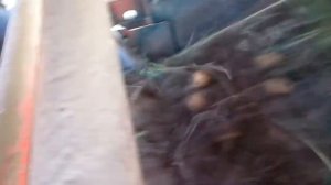 Wykopki Grimme Europa super 2015