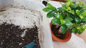 Пересадка фикуса Джинсенг.