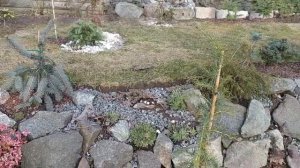 1 февраля 2021 год.  Хвойные растения на альпийской горке.