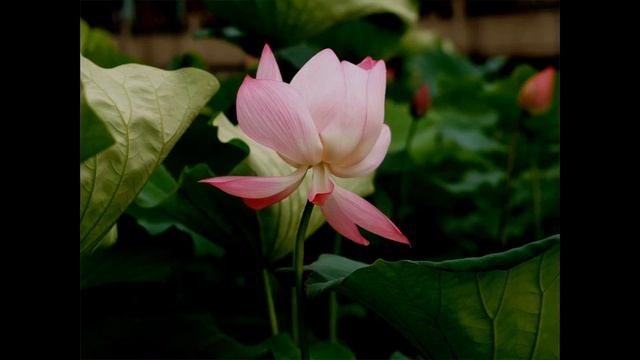 20070106 World Trends in the End Time 末世的潮流 Pr Tien Huei Huan 田輝煌傳道 MND CNT 華語講道 粵語翻譯 смотреть онлайн