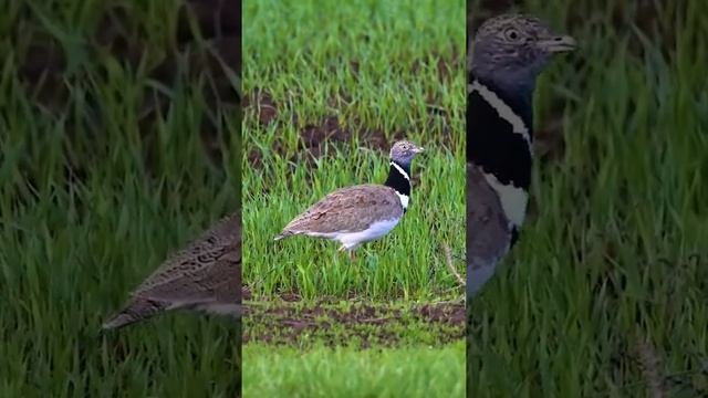 Стрепет / Little bustard смотреть онлайн