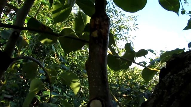 Результат зимней прививки/Winter vaccination result смотреть онлайн