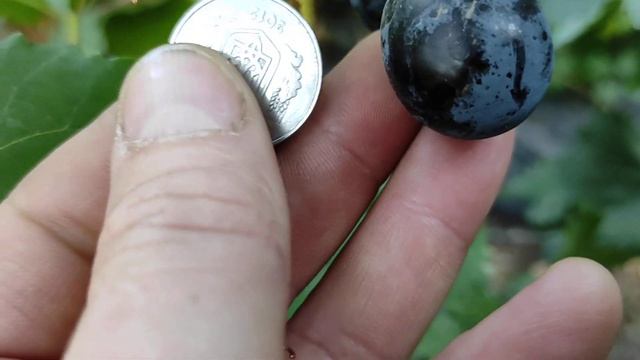 Новинки зарубежной селекции, Черный Коготь, Алинка виноград Теплова Татьяна Теплов Дмитрий смотреть онлайн