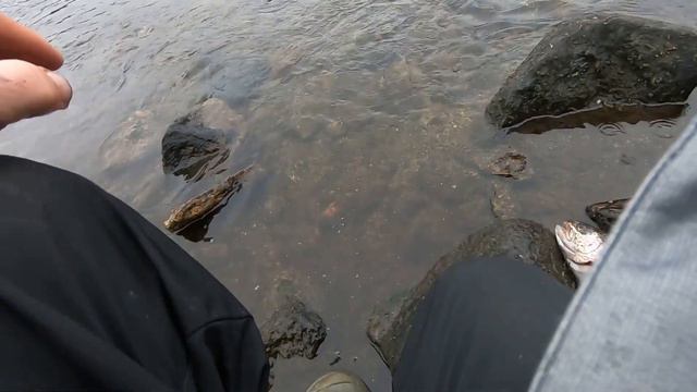 Сезон закрыт радужной форелью, совсем скоро зимний сезон. #Река #Форель #РыболовныйГид #ОтдыхКарели смотреть онлайн