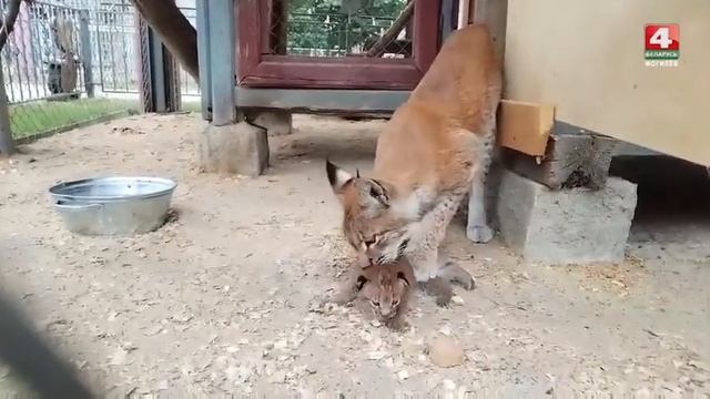 Милейшее создание: зоопарк показал крошечного детеныша рыси смотреть онлайн