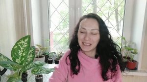 Диффенбахия. Приметы, суеверия, полезные свойства, обзор нескольких сортов.