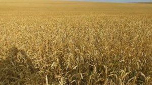 Украинский флаг - показываю на практике почему именно такие цвета