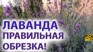 Лаванда обрезка для обильного повторного цветения