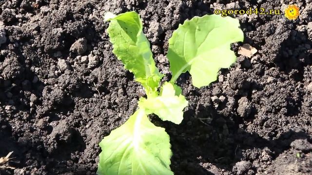 Уплотненные посадки капусты, свеклы и томатов. Растения - добрые соседи