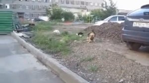 Собака гавкает на кошек