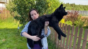 Волк реалистичный игрушка