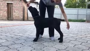 Подготовка к выставкам щенка кане корсо. 4 сентября 2018 г.