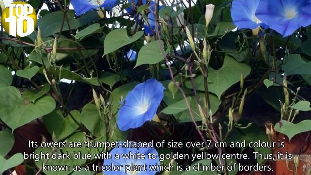 Top Ten Best Climbing Plants