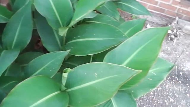 Panasonic HC-v10 Video test 70x zoom 720p HD смотреть онлайн