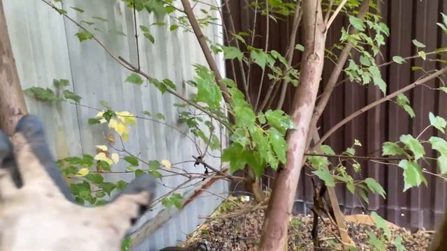 Формирую КЛЁН ГИННАЛА. Нужно было делать это раньше! смотреть онлайн