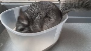 Шиншилла Шуша купается в песке.