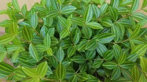 Пеперомия Ангулата Рокка Верде