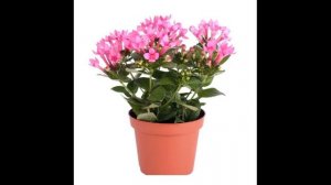 Бувардия, вкратце об уходе за комнатным цветком