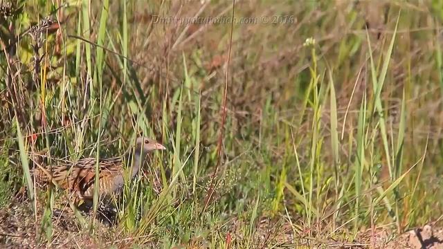 Bird sounds Corncrake singing