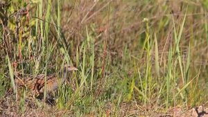 Bird sounds Corncrake singing