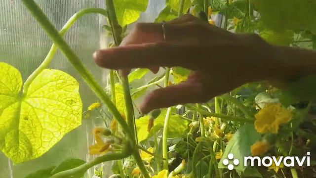 Мелотрия шершавая - вражеский засланец в ряды огурцов)))) смотреть онлайн