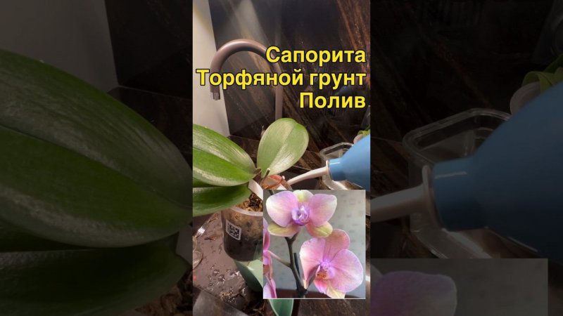 #орхидеи #орхідеї #сапорита #полив