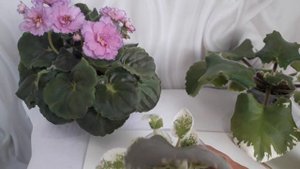 Когда пересаживать фиалки!!!🌺🌺🌺🌺