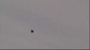 СВГ голуби Кулагина НИ.