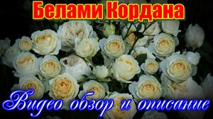 Обзор и описание розы Белами Кордана (Патио)- Belami Kordana (W. Kordes' Sohne 2010)