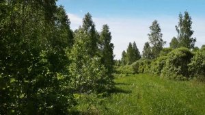 Прогулка в подмосковный лес в мае. Красивая природа дальнего Подмосковья. Музыка для души, солнце..