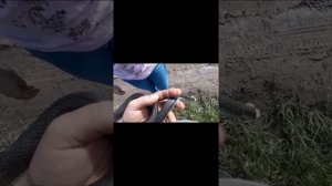 Ужи на участке