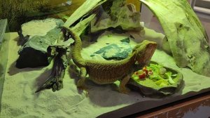 Бородатая Агама.