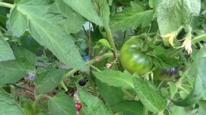 Томат "ЧЕРНЫЙ ПРИНЦ". Дегустация