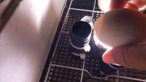 инкубация 17 день. #курица #инкубация #яйца #яйцо #куры #цыплята