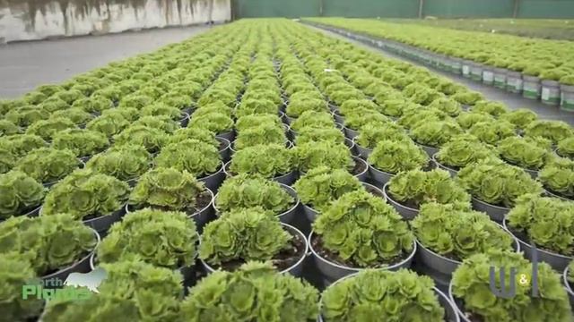 NorthPlants (20 sec) - W&L Groenservice смотреть онлайн