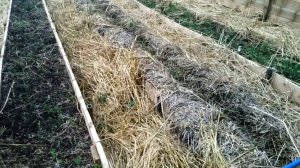 Соломенное земледелие 2019-6 первые всходы. //Живая Баня Иван Бояринцев