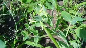 обзор гороха