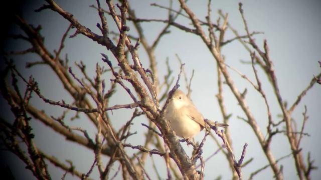 Ménétries's Warbler - Zvartnots International Airport - Yerevan (Armenia) - 30-08-2015 смотреть онлайн