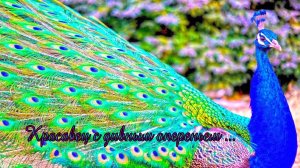 Красавец с дивным опереньем*