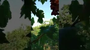 Виноград Блондинка, Пёстрый, мускат Дубовский, Данил Плужников, Долгожданный и Дубовский розовый.