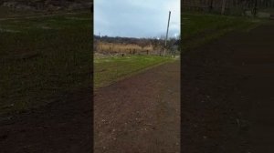 Всходы однозубки озимого чеснока Любаша